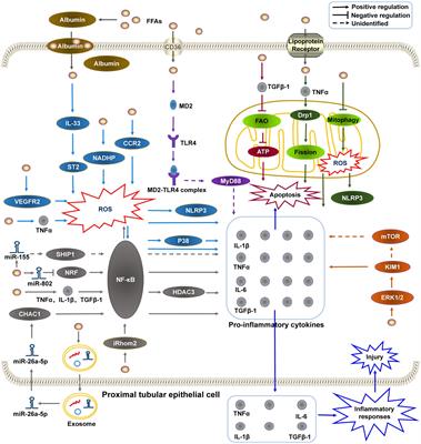 High-Fat Diet-Induced Renal Proximal Tubular Inflammatory Injury: Emerging Risk Factor of Chronic Kidney Disease